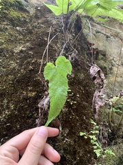 Tectaria heracleifolia