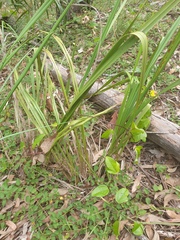 Dianella brevipedunculata