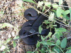 Vipera berus