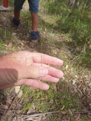 Digitaria parviflora