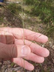 Digitaria parviflora