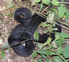 Vipera berus