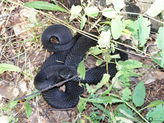 Vipera berus
