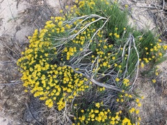 Ericameria cooperi cooperi