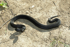 Vipera berus