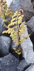 Cystopteris tasmanica