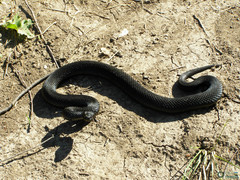 Vipera berus