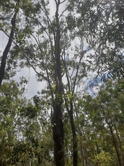 Eucalyptus moluccana