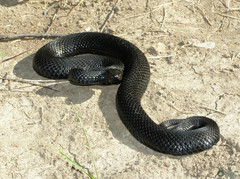 Vipera berus