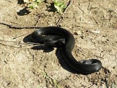 Vipera berus