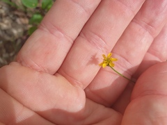 Glossocardia bidens