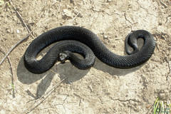 Vipera berus