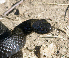 Vipera berus