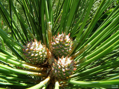 Pinus