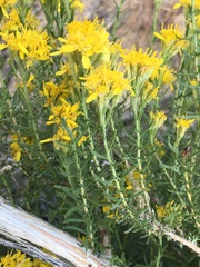 Ericameria cooperi cooperi