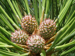 Pinus