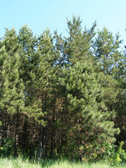 Pinus
