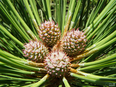 Pinus