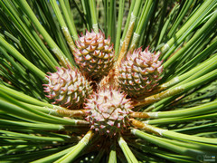 Pinus