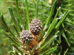 Pinus
