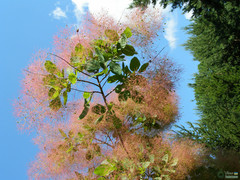 Cotinus coggygria