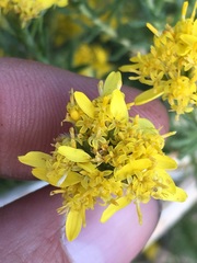 Ericameria cooperi cooperi