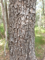 Petalostigma pubescens
