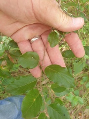 Petalostigma pubescens