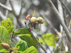Cordia rickseckeri