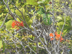 Cordia rickseckeri