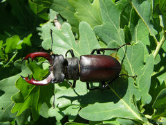 Lucanus cervus