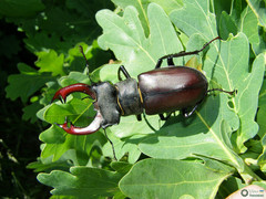 Lucanus cervus