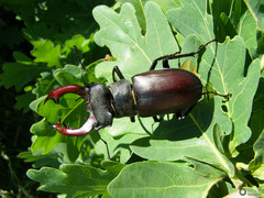 Lucanus cervus