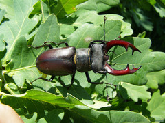 Lucanus cervus
