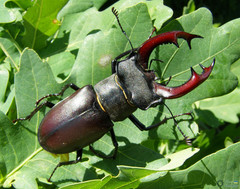 Lucanus cervus