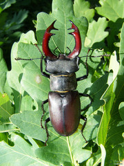 Lucanus cervus