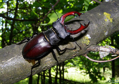 Lucanus cervus