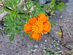 Tagetes patula