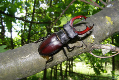 Lucanus cervus