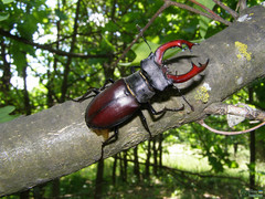 Lucanus cervus