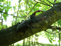 Lucanus cervus