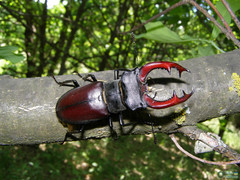 Lucanus cervus