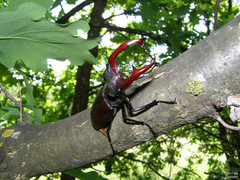 Lucanus cervus