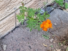 Tagetes patula