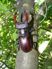 Lucanus cervus