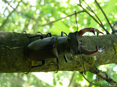 Lucanus cervus