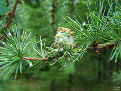 Larix decidua
