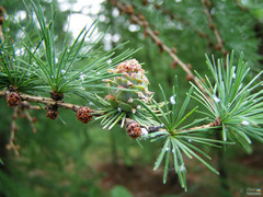 Larix decidua
