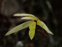 Maxillaria acuminata