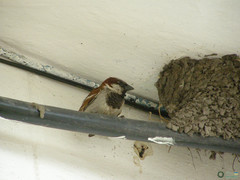 Passer domesticus